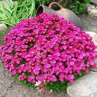 Арабис