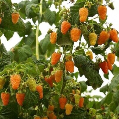 Малина ремонтантная желтая Оранжевое Чудо, 3 года