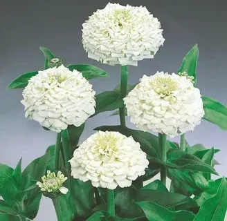 Циния Оклахома Уайт, Р9