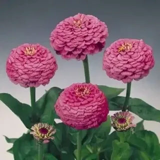 Циния Оклахома Пинк, Р9