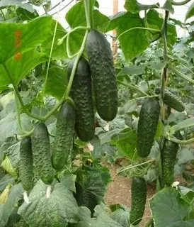Огурцы Проскор,Р9
