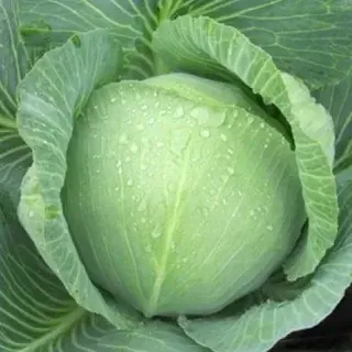 Капуста Зенон (поздняя), кассета 6 шт.