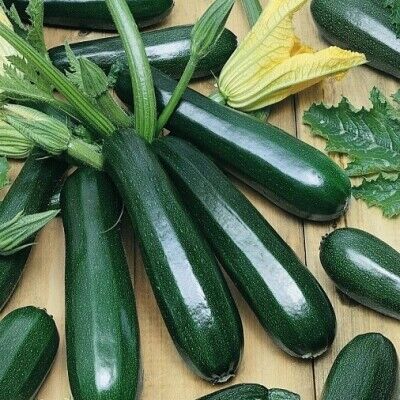 Кабачок Сальвадор,Р9