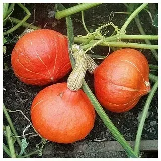 Тыква Оранж Саммер