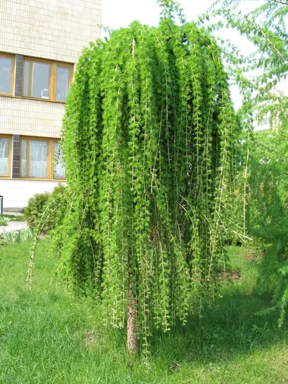 Лиственница Европейская Пендула, С7