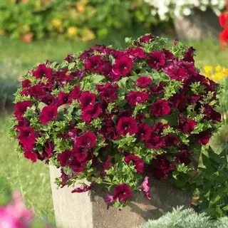 Петуния Сурфиния Бургунди ампельная (Surfinia Burgundy), подвесной горшок 4 л.
